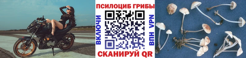 маркетплейс формула  наркотики  Калтан  Галлюциногенные грибы Psilocybe 